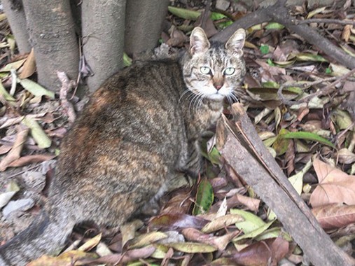 映画監督 犬童一心と猫　風水師のお告げで犬小屋！　猫は？