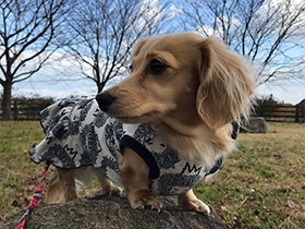 いつもの公園へお散歩に行こう　ミニチュアダックスの「はな」