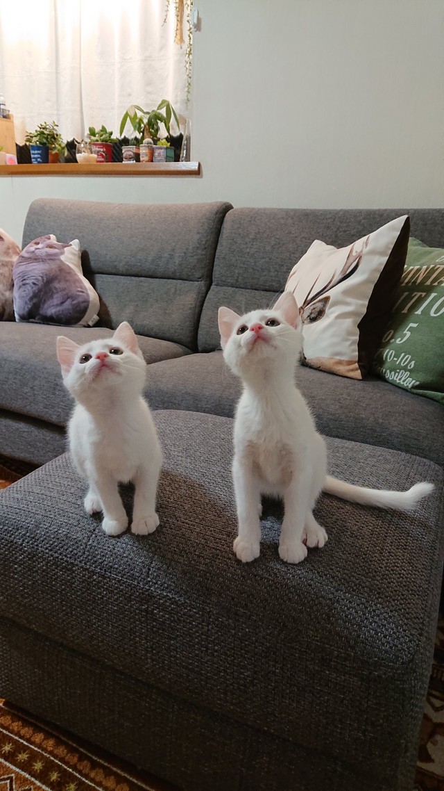 どっちがどっち？