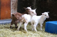 Xに投稿された三つ子のヤギ
