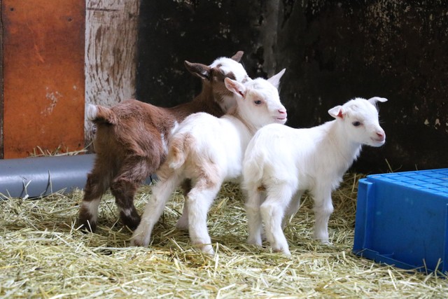 Xに投稿された三つ子のヤギ