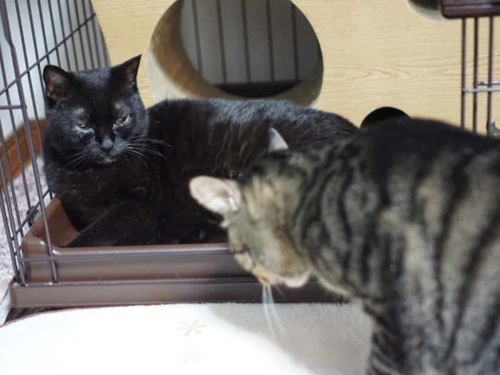 いつの間にかオレのケージにイヌオが…