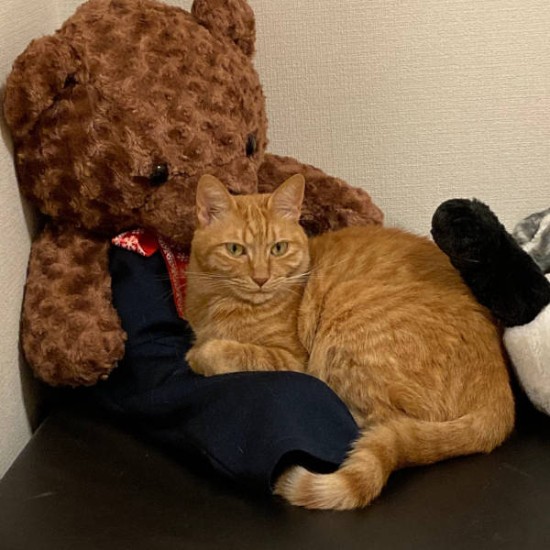 朝の支度から寝るときまで娘さんのそばにいるちくわ（あゆみさん提供）