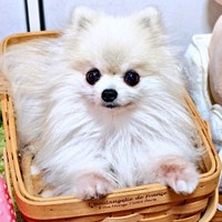 きゅるんとした瞳が愛らしいこまちちゃん（画像提供：comatemaさん）