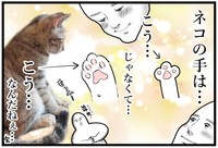 猫の前足を見て新たな気づきが…　（も～さんの提供）