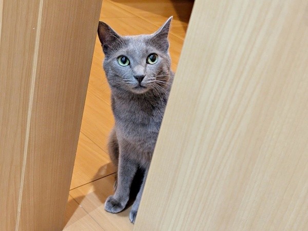 やんちゃで愛らしい風助くん（画像提供：kanaeさん）