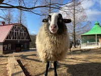 名前は「ウッシー」／六甲山牧場　公式Xより