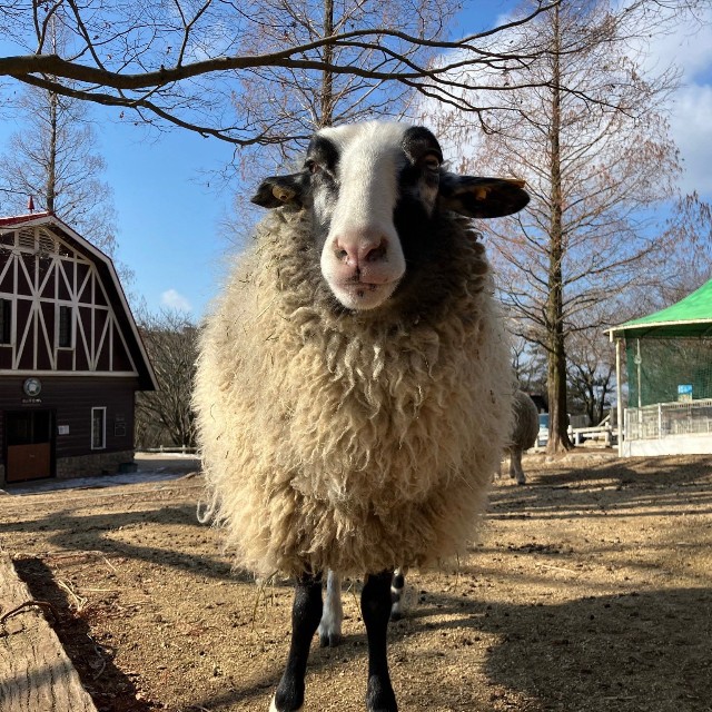 名前は「ウッシー」／六甲山牧場　公式Xより