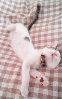 子猫時代、すやすやと眠るあずきくん（画像提供：バニラさん）