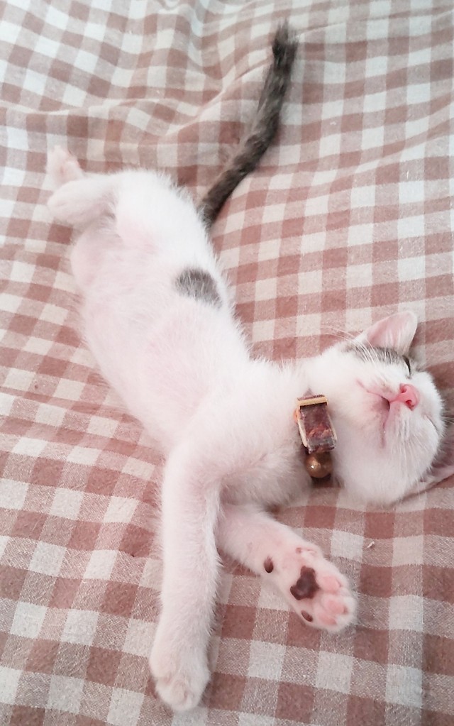 子猫時代、すやすやと眠るあずきくん（画像提供：バニラさん）