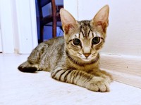 ごはんを待つねずくん（画像提供：ねこズとにぼしさん）