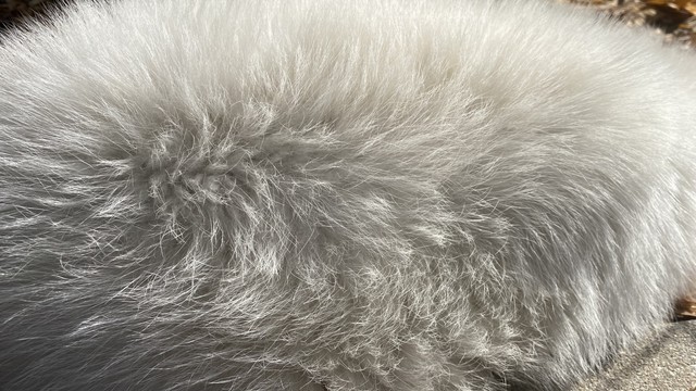 冬毛のアップ。根本は少しグレー？　写真提供：周南市徳山動物園