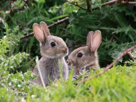 ピーターラビットの世界を写真で再現　ウサギやリスのびのび