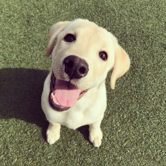 家にきたころの「やつはし」