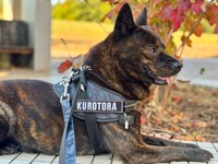 虎毛が美しい甲斐犬、黒虎くん。安全対策のため、毎日必ず「首輪」と「ハーネス」のそれぞれにリードを付けた『ダブルリード』でお散歩をしているそう（画像提供：甲斐犬 黒虎さん）