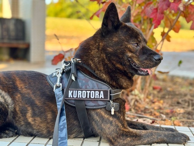 虎毛が美しい甲斐犬、黒虎くん。安全対策のため、毎日必ず「首輪」と「ハーネス」のそれぞれにリードを付けた『ダブルリード』でお散歩をしているそう（画像提供：甲斐犬 黒虎さん）