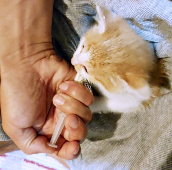 離乳期を迎えた美晴ちゃん（画像提供：Atsusi_Miharuさん）