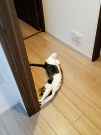 びよ～ん（飼い主さんが提供）