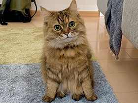 不思議な座り方でじーっ　しっぽがなぜかくるんと丸まるくせがあるミヌエット「ベル」