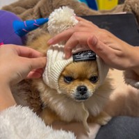 ニット帽を被ったぽちゃん／EBIKECHIさん（@ebikechi）提供