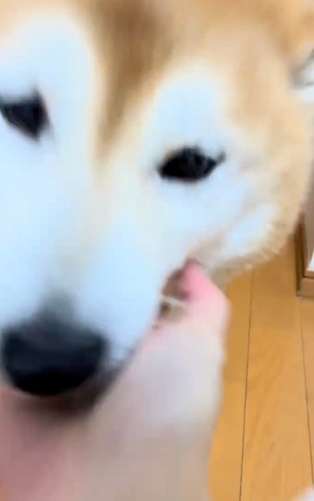 甘えモード全開！（提供：@happinessboy0104さん）
