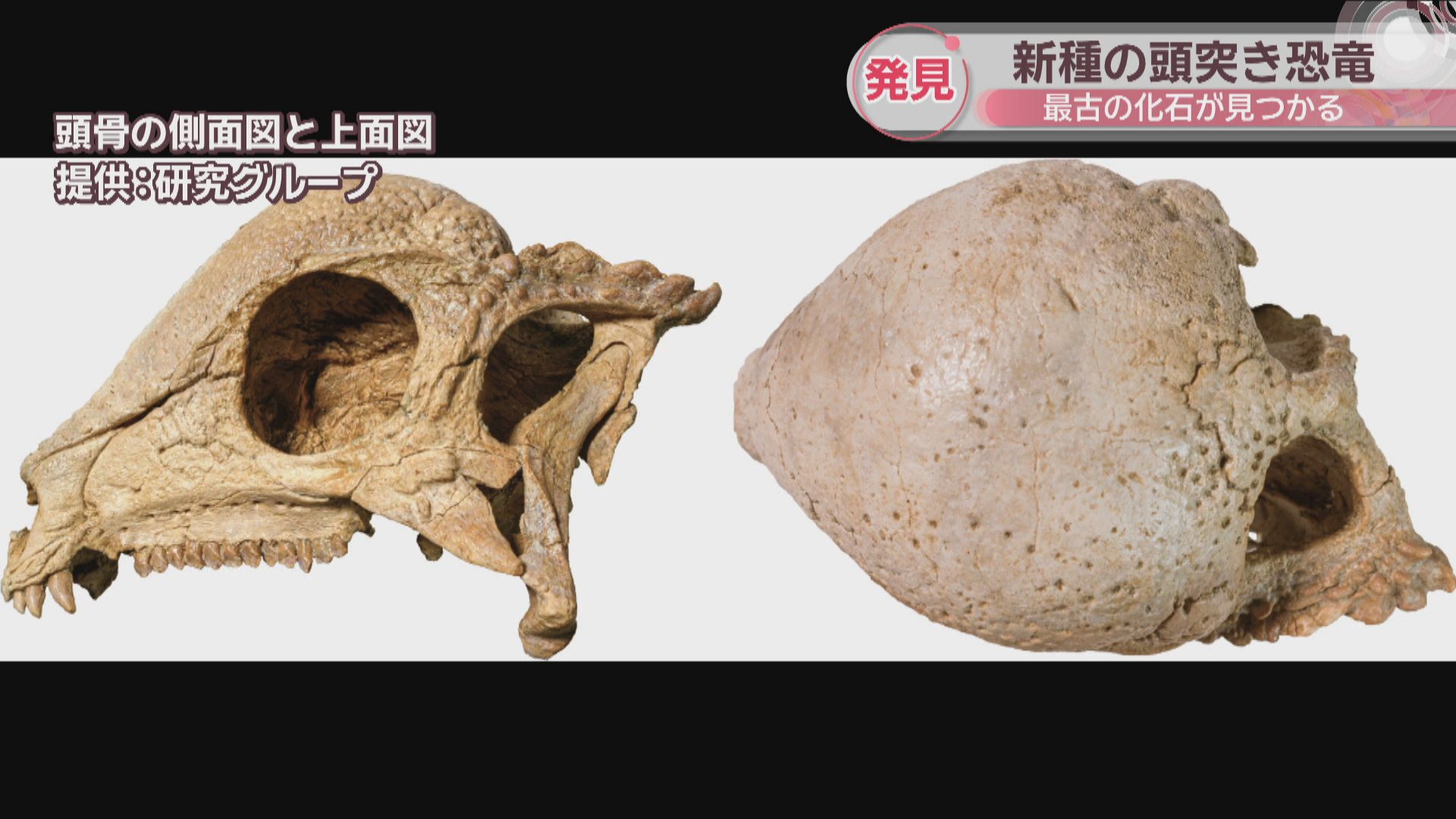 新属・新種、最古の「頭突き恐竜」化石を発見 岡山理科大学など | KSB