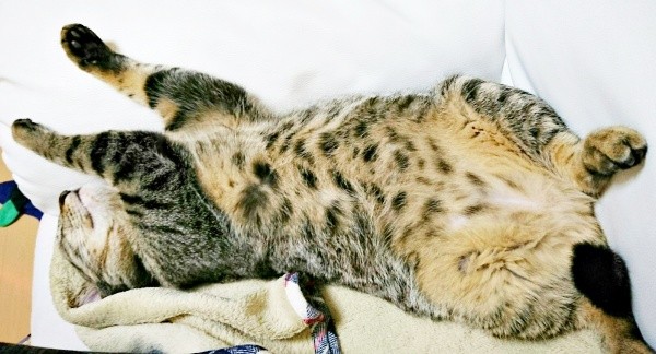 飼い主さんびっくり！ 寝言をいいながら眠っていた茶さん（画像提供：MERRY and BRIGHTさん）