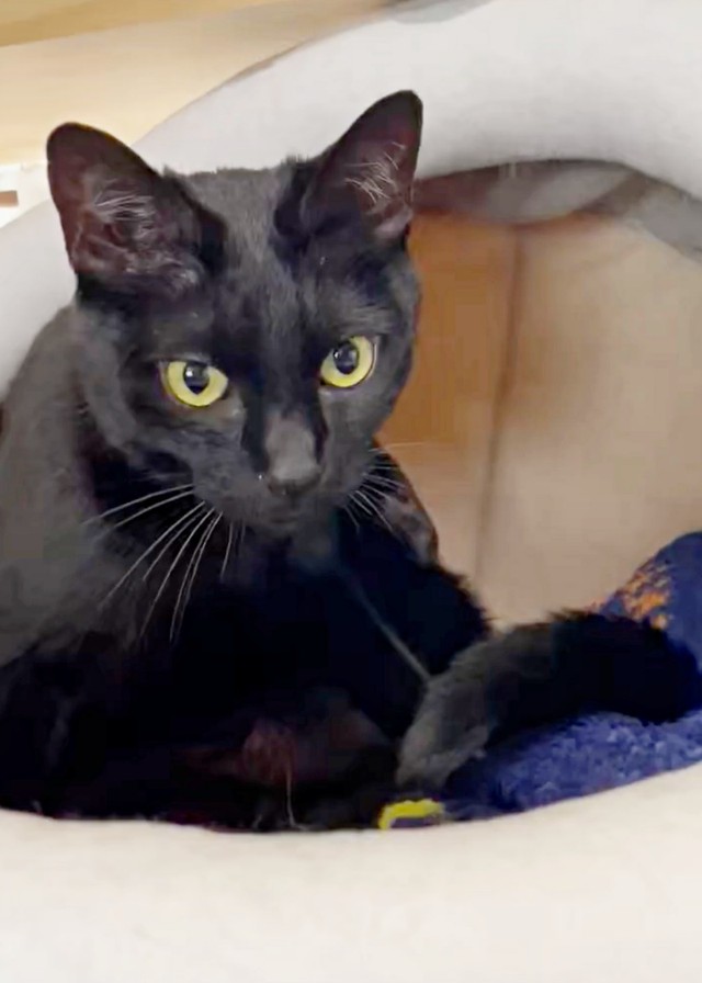 6歳になったYoちゃん。おうちで安心安全に暮らしています（画像提供：黒猫Yoちゃん（3にゃん）さん）