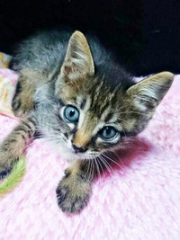 お迎え初日、ガリガリに痩せていた正宗くん（画像提供：よしゅあさん）