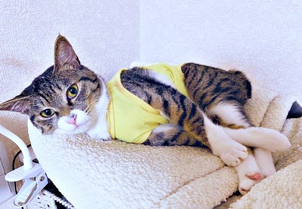 猫ベッドでまったりタイムを過ごすクーちゃん（画像提供：いえもりさん）