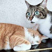 ふたりでまったり。（左から）マリーちゃん、てつおくん（画像提供：まりてつさん）