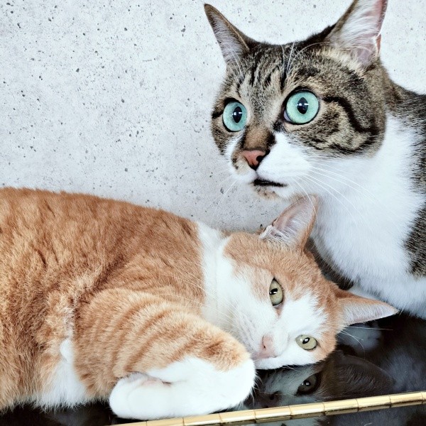 ふたりでまったり。（左から）マリーちゃん、てつおくん（画像提供：まりてつさん）