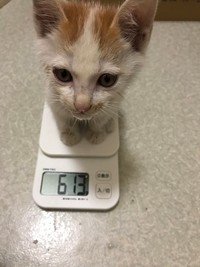 保護時はとても痩せ細っていたという（山田さん提供）