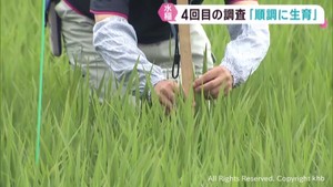 稲の生育は順調　宮城県で水稲生育調査