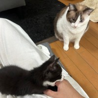 保護から1カ月、先住猫・ましろさんと遊ぶようになっためいちゃん（画像提供：奈神さん）