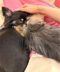 上原さくらのアメーバブログから