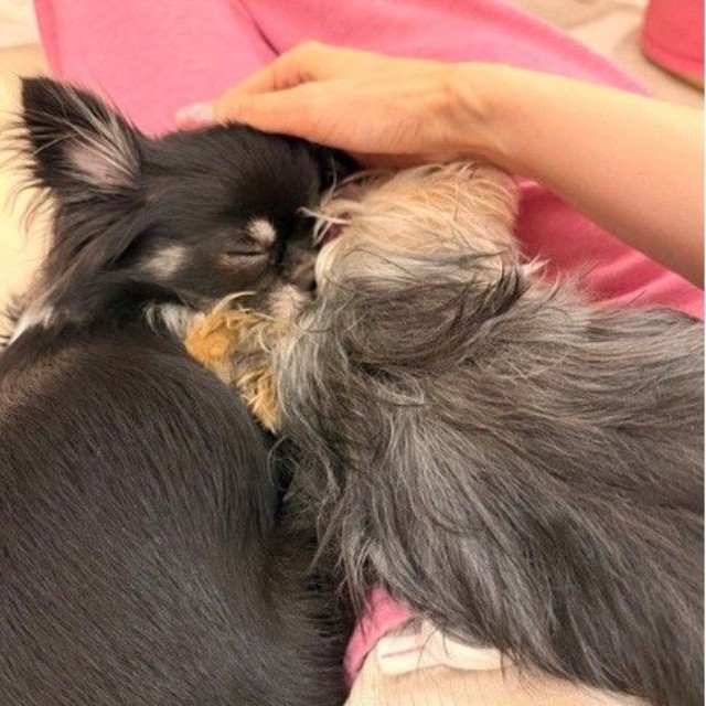 上原さくらのアメーバブログから