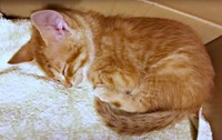 保護直後、横になって眠るミックくん（画像提供：ミックという猫さん）