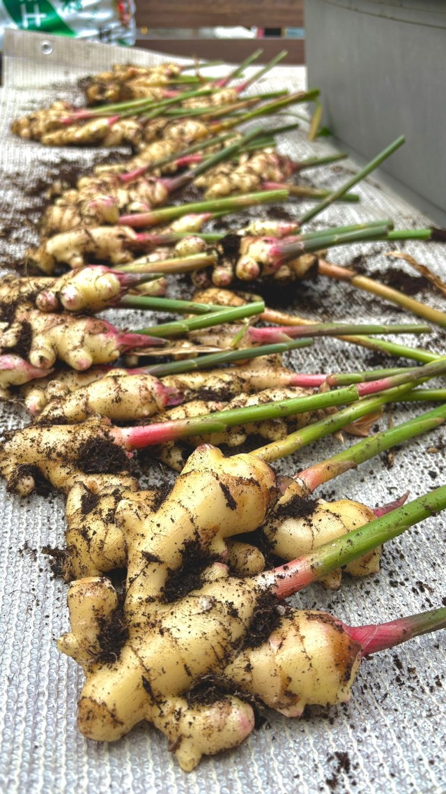 （ぽたろうさん提供）