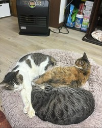 お気に入りのクッションで仲良く（画像提供：ふみふみ）