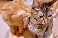 仲良しきょうだい。ちゃろくん（左）が、めろちゃん（右）を「猫吸い」（画像提供：meruさん）