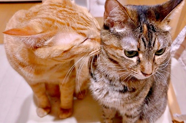 仲良しきょうだい。ちゃろくん（左）が、めろちゃん（右）を「猫吸い」（画像提供：meruさん）