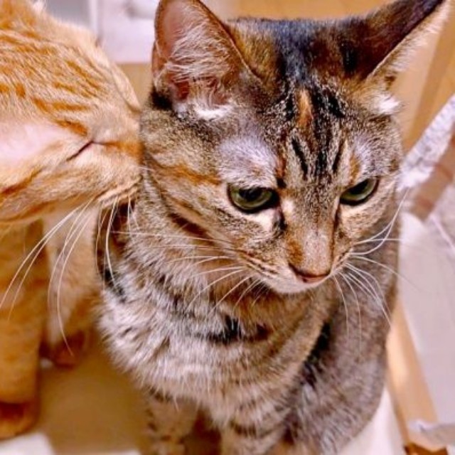仲良しきょうだい。ちゃろくん（左）が、めろちゃん（右）を「猫吸い」（画像提供：meruさん）