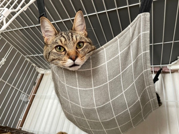 ハンモックに入ってムササビのようになったこまちゃん（画像提供：むぎさん）