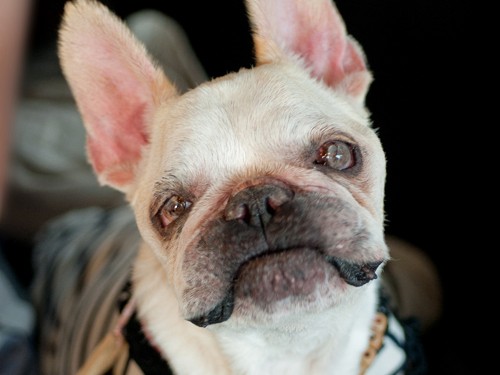 横顔のぶっこ　ファインダー越しに「美人さんだなぁ」