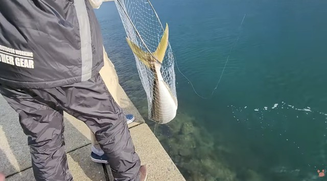 ついに姿を現したヒラマサ／すーちゃんねるさん（@Mt00l2SvdOnX5rT）提供