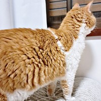 まるでアルパカ？ ボディにも巻き毛があるもやしくん（画像提供：ラムキンのもやし君さん）