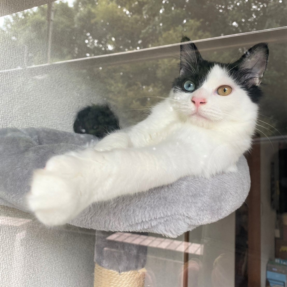 ここをあけてください！」早朝、玄関先で子猫の鳴き声が…まんまとNNNの