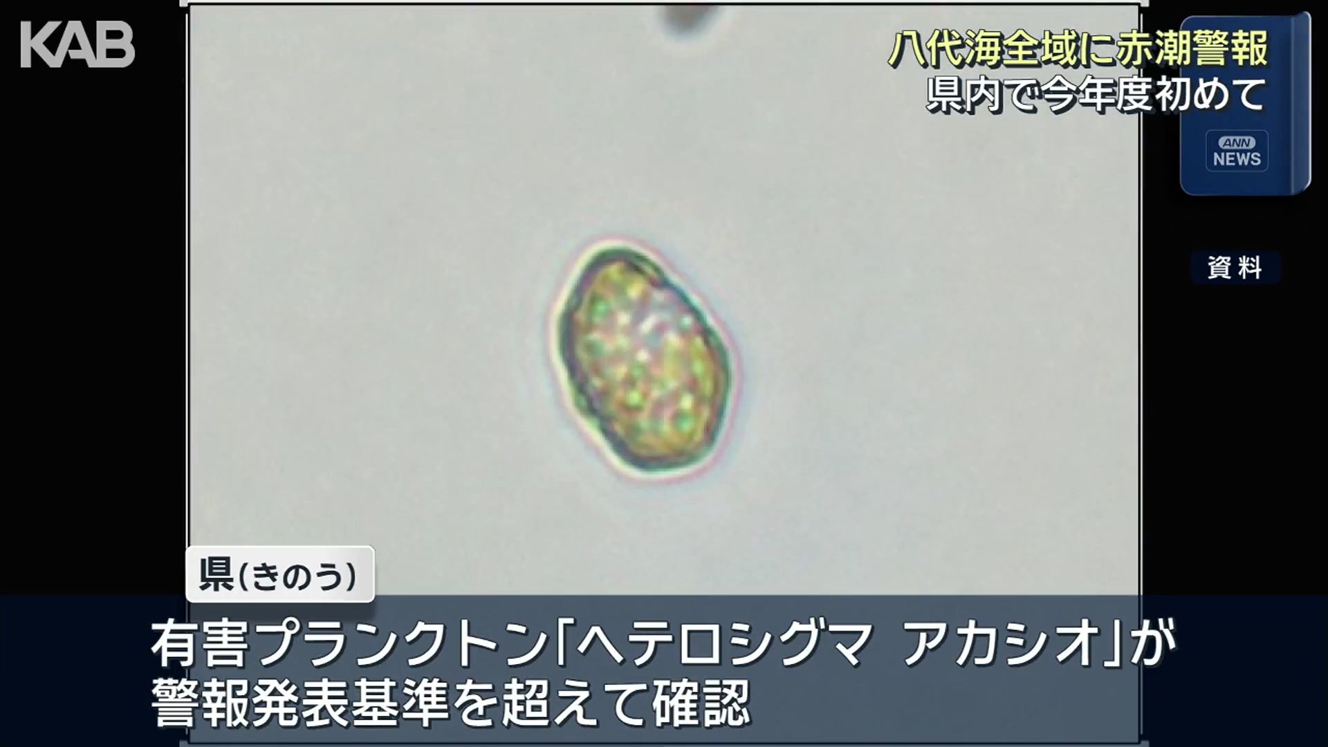 八代海全域に今年度初の赤潮警報「ヘテロシグマアカシオ」が基準値