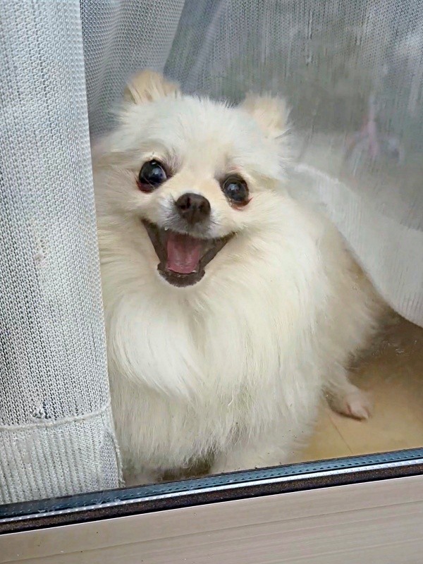 窓辺で「番犬」のお勤めに励むおーちゃん（画像提供：ポメラニアンのにんじゃ家さん）